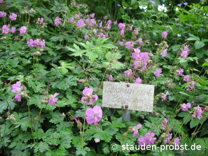 Geranium cantabrigiense 'Berggarten' - Cambridge Storchschnabel