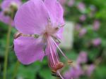 geranium-cantabrigiense-bergarten