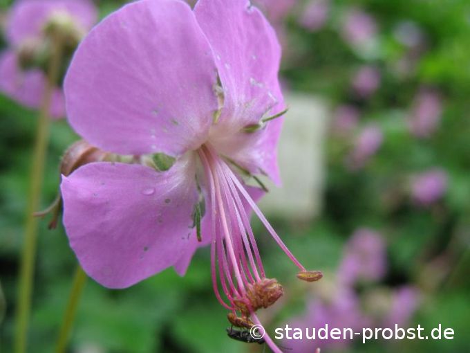 Geranium cantabrigiense 'Berggarten' - Cambridge Storchschnabel