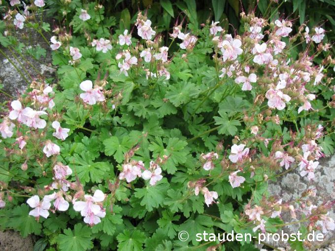 Geranium cantabrigiense 'Biokovo' - Cambridge Storchschnabel