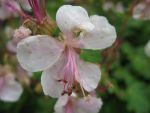 geranium-cantabrigiense-biokovo