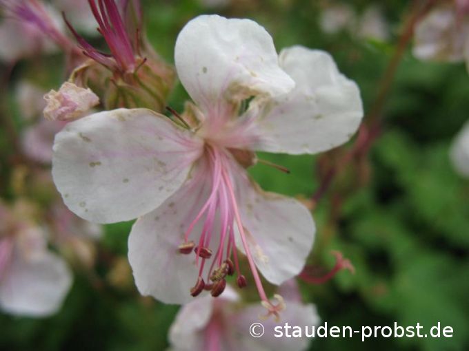 Geranium cantabrigiense 'Biokovo' - Cambridge Storchschnabel