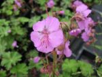 geranium-cantabrigiense-cambridge