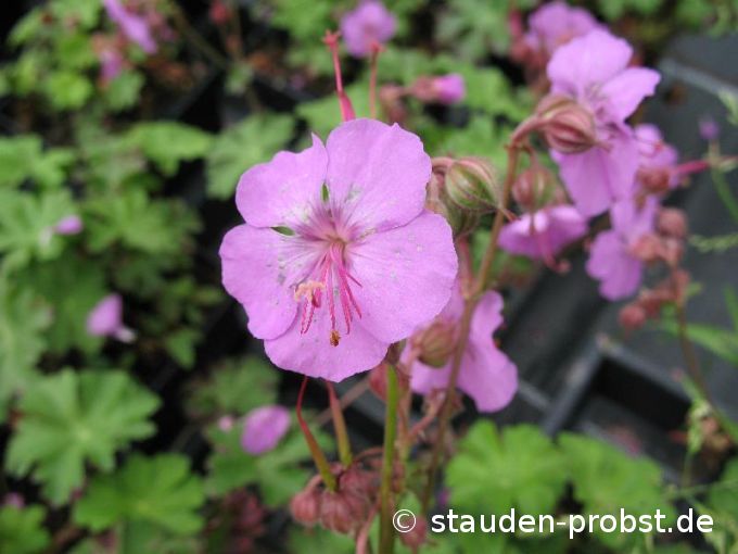 Geranium cantabrigiense 'Cambridge' - Storchschnabel