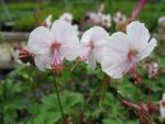 geranium-cantabrigiense-lohfelden