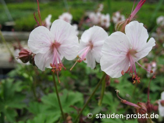 Geranium cantabrigiense 'Lohfelden' - Storchschnabel
