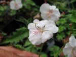 geranium-cantabrigiense-saint-ola