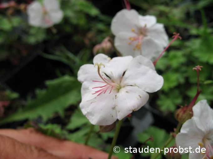 Geranium cantabrigiense 'Saint Ola' - Storchschnabel