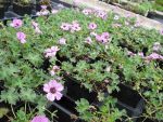 geranium-cinereum-ballerina-3