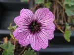 geranium-cinereum-ballerina