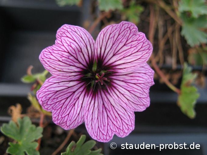 Geranium cinereum 'Ballerina' - Storchschnabel