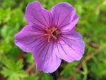 geranium-hyb-dilys