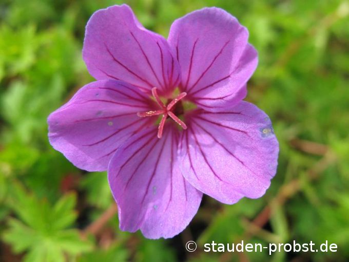 Geranium 'Dily's' - Storchschnabel
