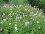 geranium-endressii-2
