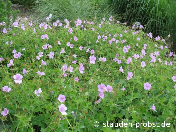 Geranium endressii - Pyrenäen Storchschnabel