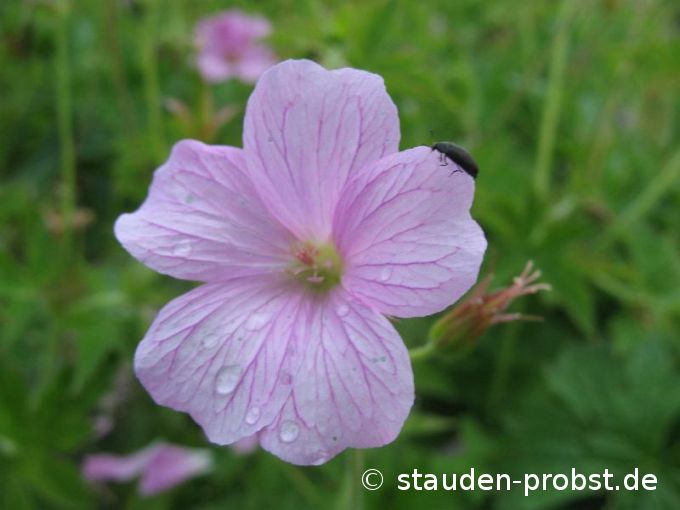 Geranium endressii - Pyrenäen Storchschnabel