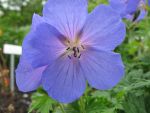 geranium-himalayense-baby-blue-2