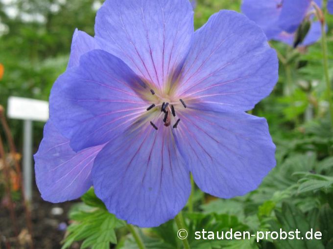 Geranium himalayense 'Baby Blue' - Himalaya Storchschnabel