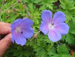 geranium-himalayense-baby-blue