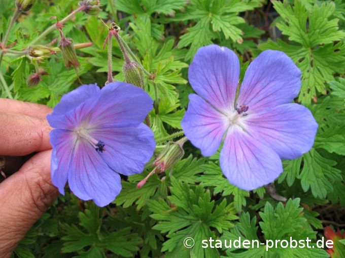 Geranium himalayense 'Baby Blue' - Himalaya Storchschnabel