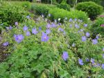 geranium-himalayense-gravetye-3