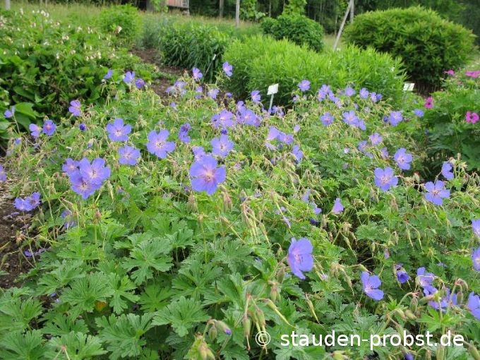 Geranium himalayense 'Gravetye' - Himalaya Storchschnabel
