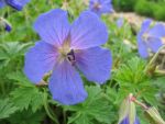 geranium-himalayense-gravetye-4