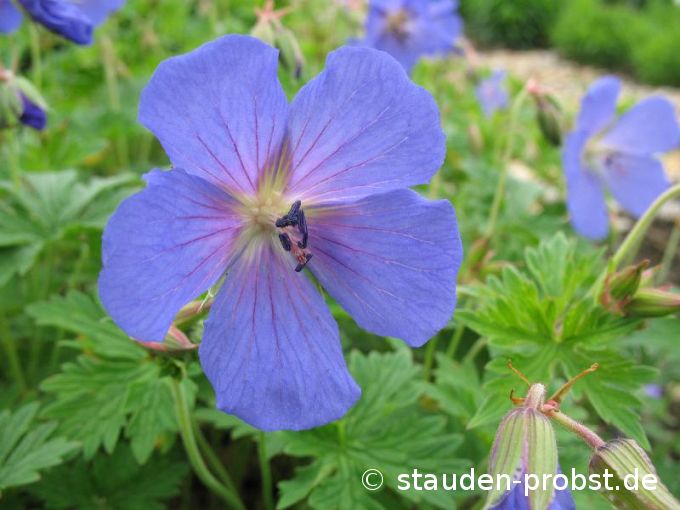 Geranium himalayense 'Gravetye' - Himalaya Storchschnabel