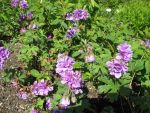 geranium-himalayense-plenum-2