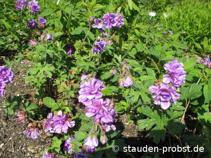 Geranium himalayense 'Plenum' - Himalaya Storchschnabel