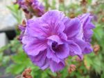 geranium-himalayense-plenum