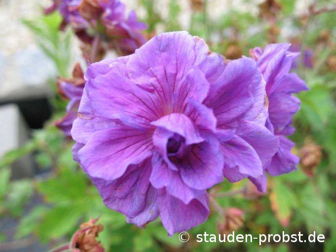 Geranium himalayense 'Plenum' - Himalaya Storchschnabel