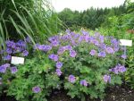 geranium-ibericum-3
