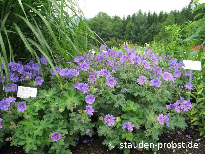 Geranium ibericum - Kaukasus Storchschnabel