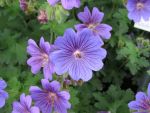 geranium-ibericum
