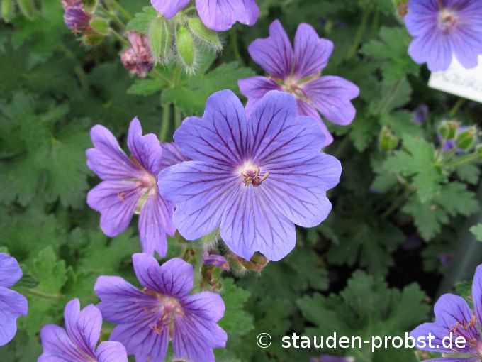 Geranium ibericum - Kaukasus Storchschnabel