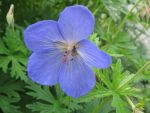geranium-hyb-johnsons-blue-2