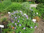 geranium-hyb-johnsons-blue-3