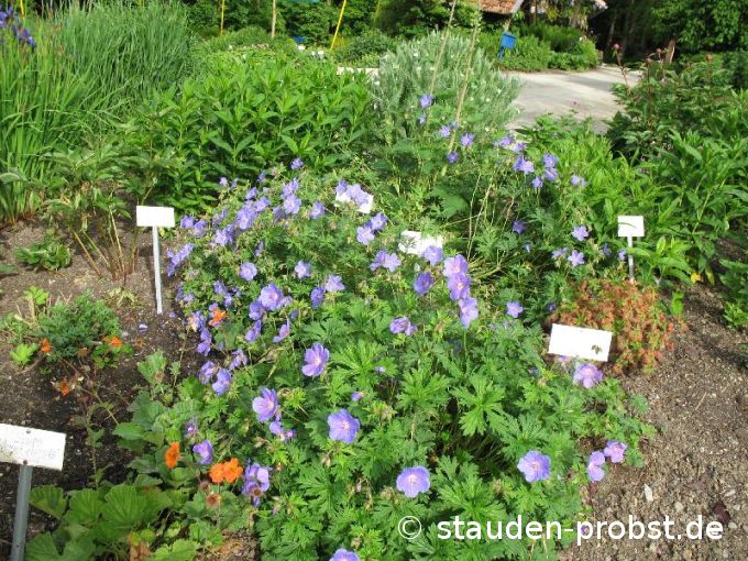 Geranium 'Johnson's Blue' - Himalaya Storchschnabel