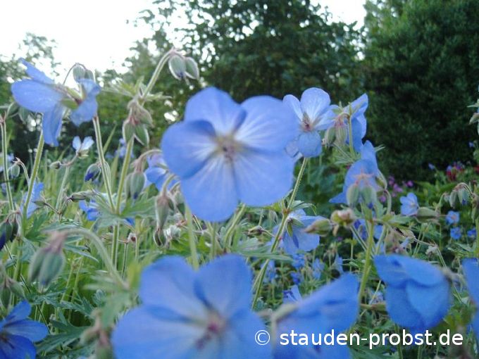Geranium 'Johnson's Blue' - Storchschnabel