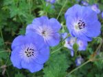 geranium-hyb-jolly-bee-2