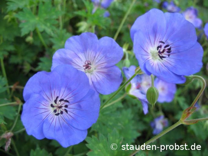 Geranium 'Jolly Bee' - Storchschnabel