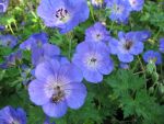 geranium-hyb-jolly-bee