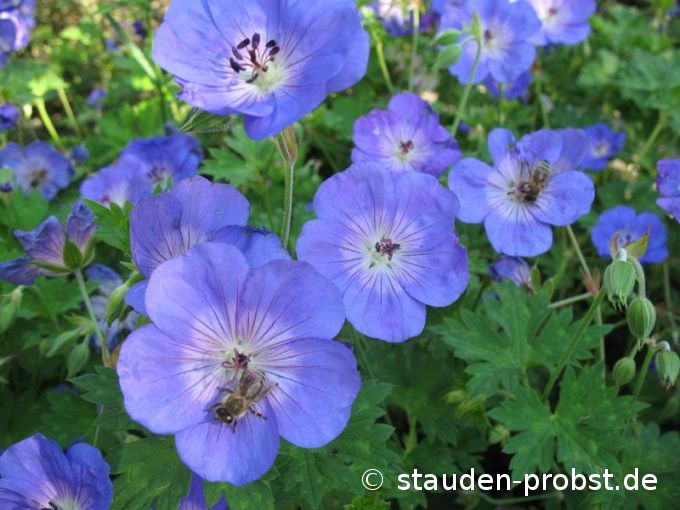 Geranium 'Jolly Bee' - Storchschnabel