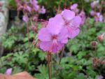 geranium-macrorrhizum-de-bilt
