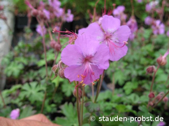 Geranium macrorrhizum 'De Bilt' - Felsenstorchschnabel