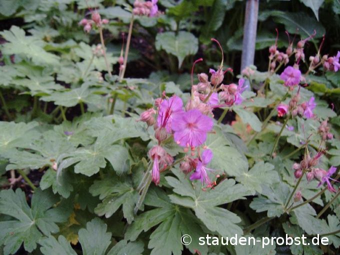 Geranium macrorrhizum 'Kärnten' - Felsenstorchschnabel