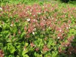 geranium-macrorrhizum-spessart-2