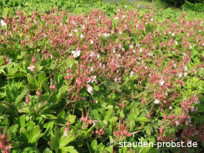 Geranium macrorrhizum 'Spessart' - Felsenstorchschnabel