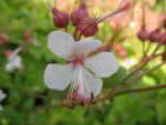 geranium-macrorrhizum-spessart